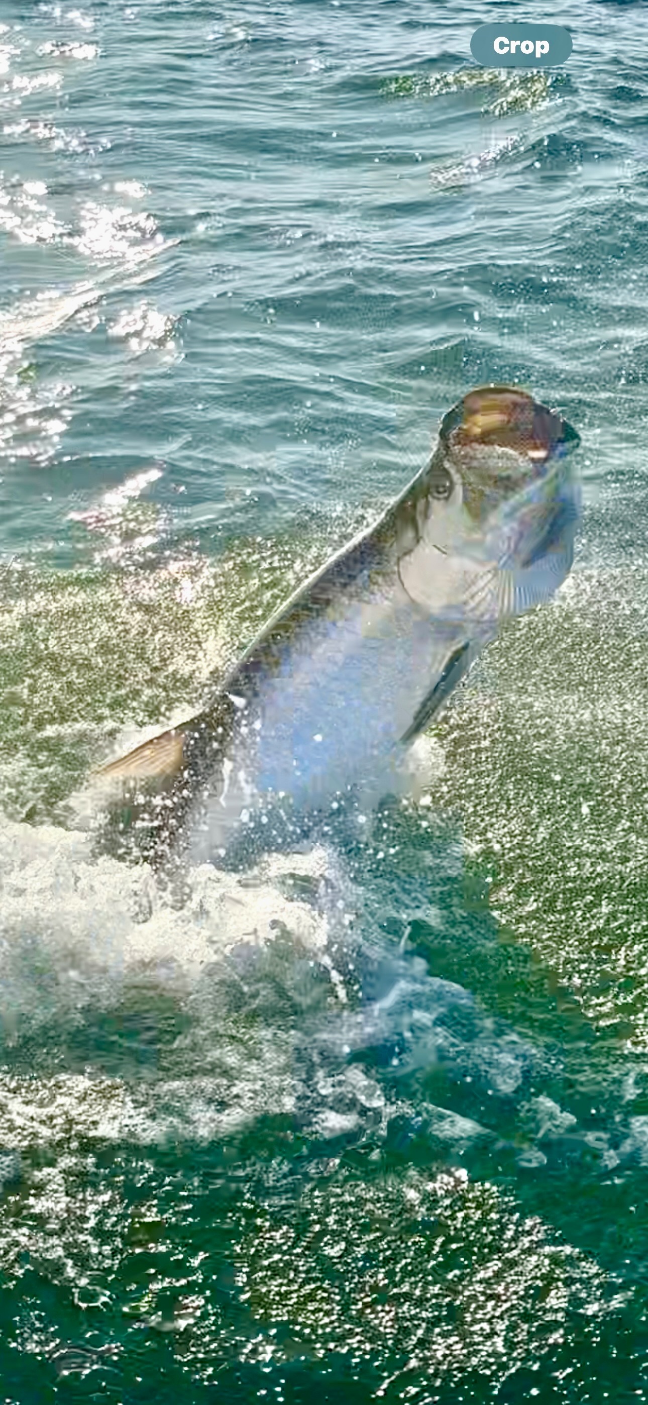 Captain Shawn Warren on Galveston Bay wildlife tour