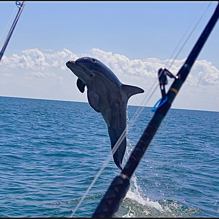 Dolphin Tour fishing charter photo — Galveston with Captain Shawn Warren